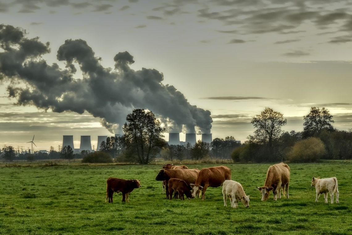 Emisii de metan: 15 mari companii de carne emit la fel de mult ca întreaga UE